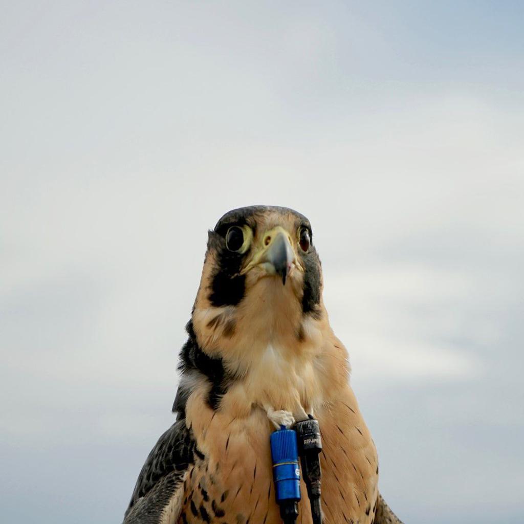 falconry near me - Royal Canadian Falconry