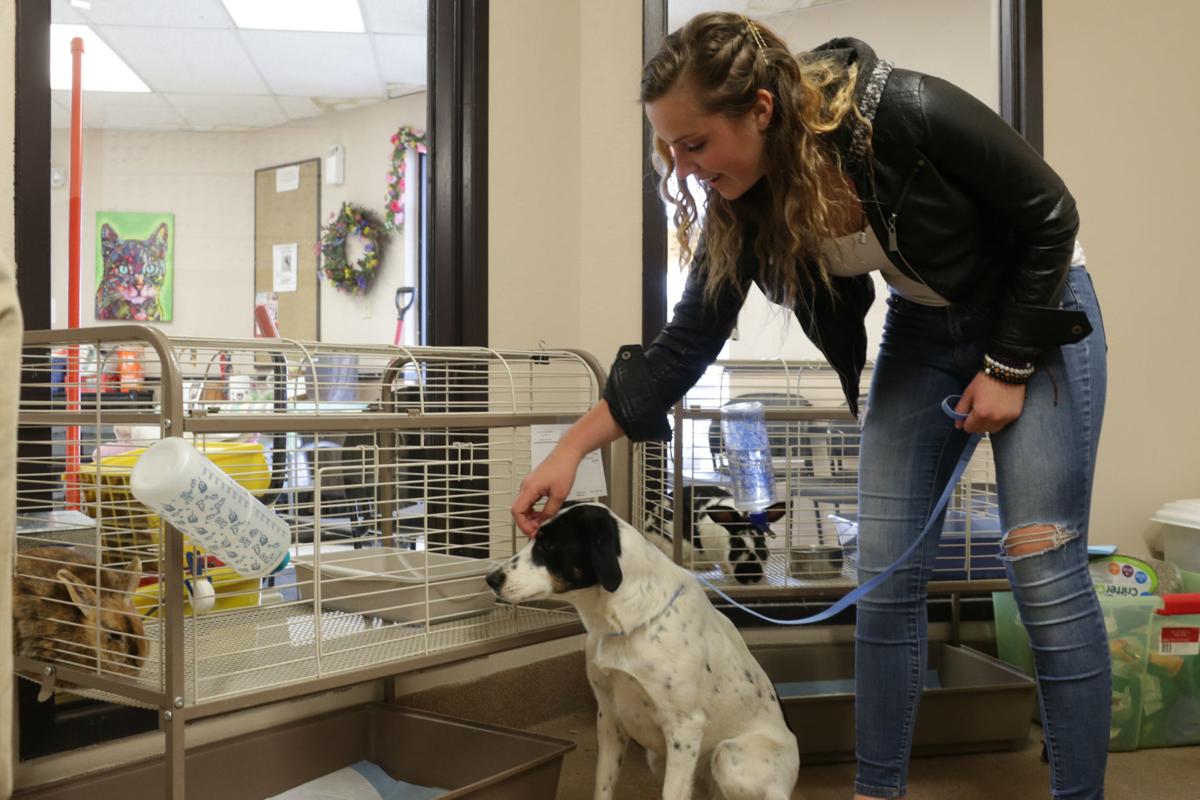Idaho Falls Animal Services Hit New Lows For Euthanasia In 2018 Local News Postregister Com Most dogs entering shelters are still young. idaho falls animal services hit new