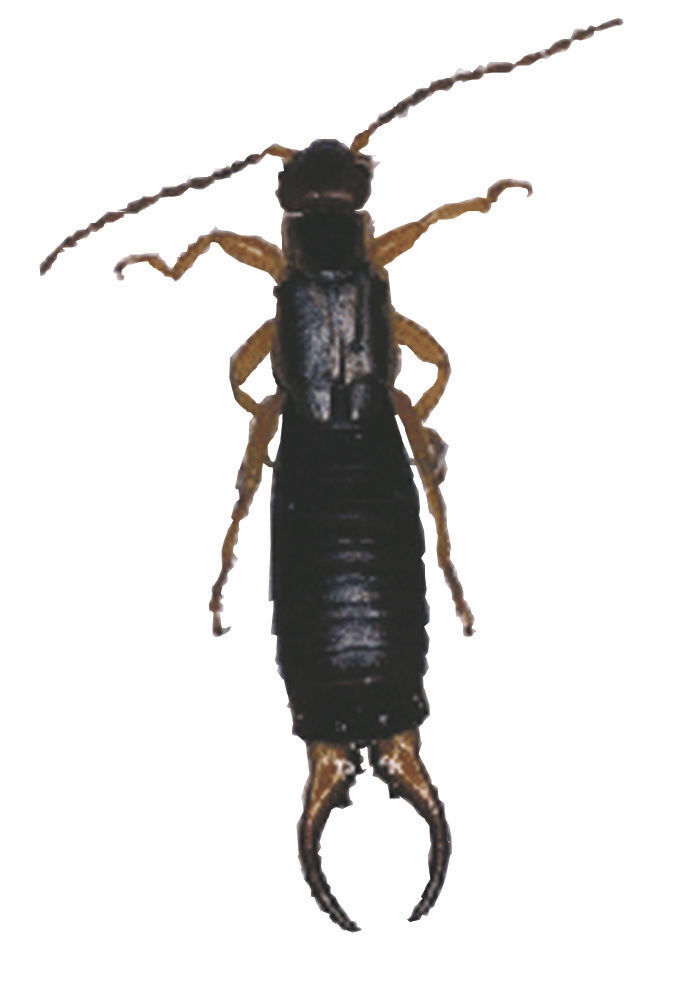 The Bug Box: Earwig | Columnists | postregister.com