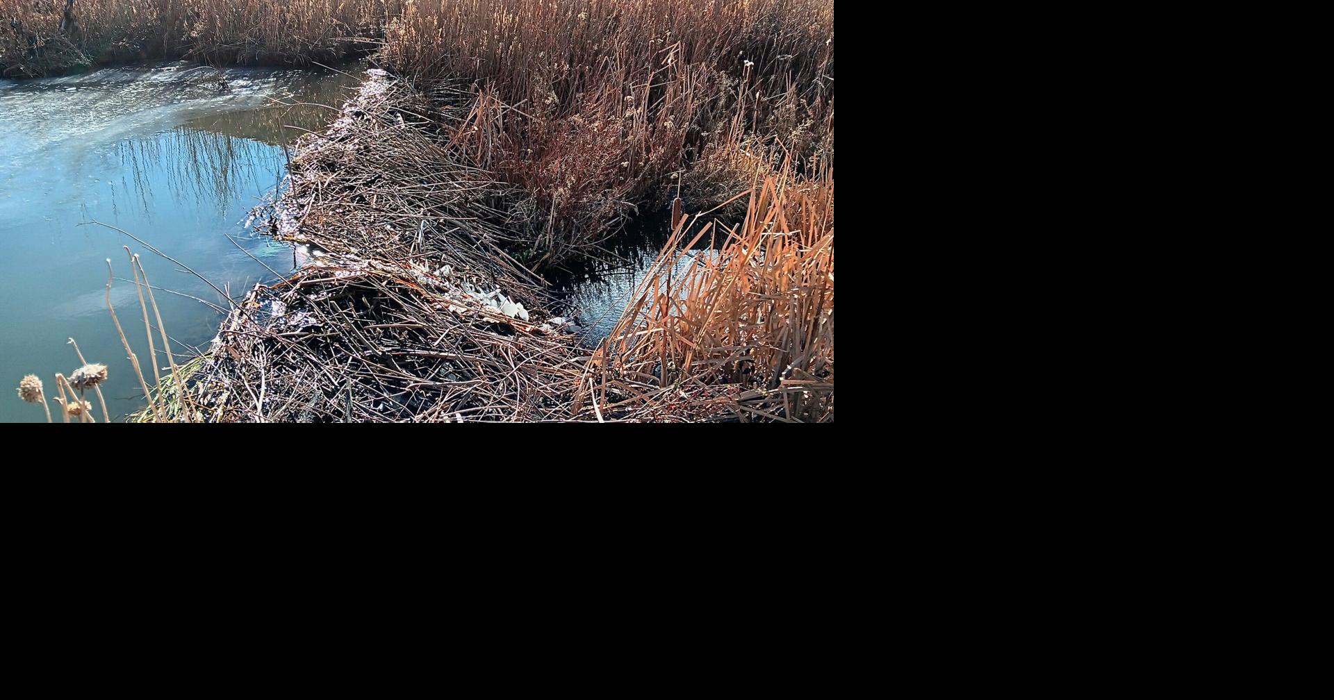 Water stress and conserving water | Outdoors | postregister.com