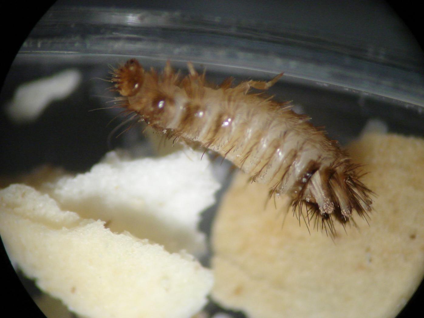 How To Get Rid of Carpet Beetles - A-Z Animals