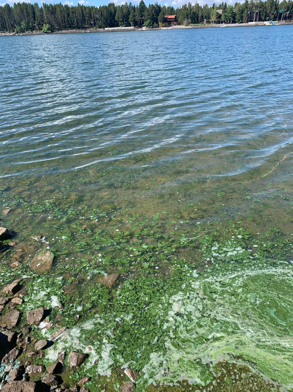 Officials remind water recreators to be alert for algal blooms | Health ...