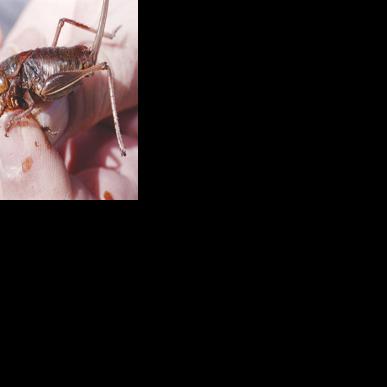 The Bug Box: Mormon cricket | Columnists | postregister.com