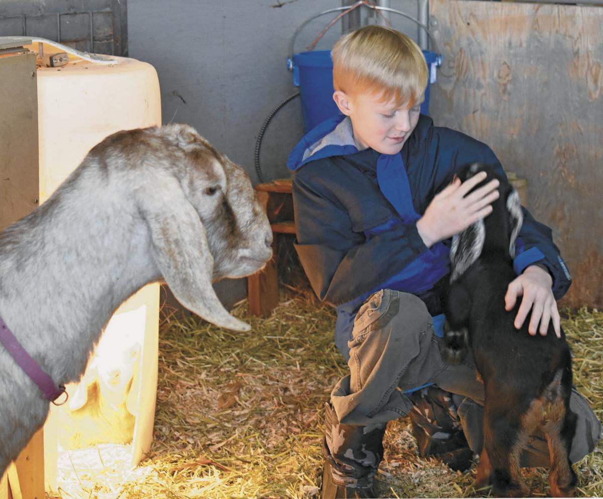 Age Of Dairy Goat Doe E For Idaho 4 H Fair? 2022