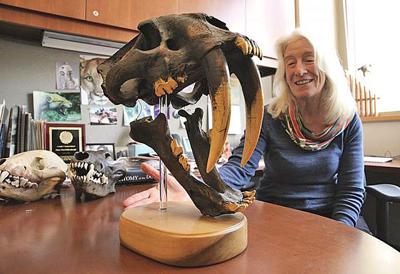 Broken Yellowstone Wolf Teeth Reveal Theory About Ice Age