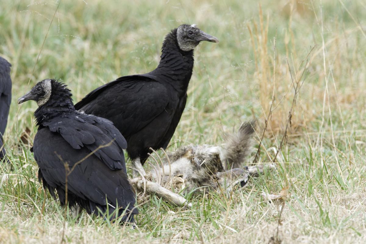 Menace from the sky Black vultures attack calves Livestock