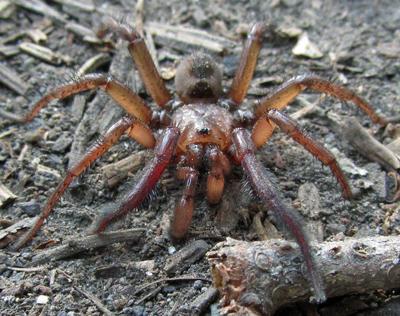 The Bug Box Trapdoor Spider Bug Box Postregister Com