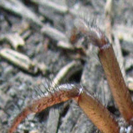 Enig med Tænke lure The Bug Box: Trapdoor spider | Columnists | postregister.com