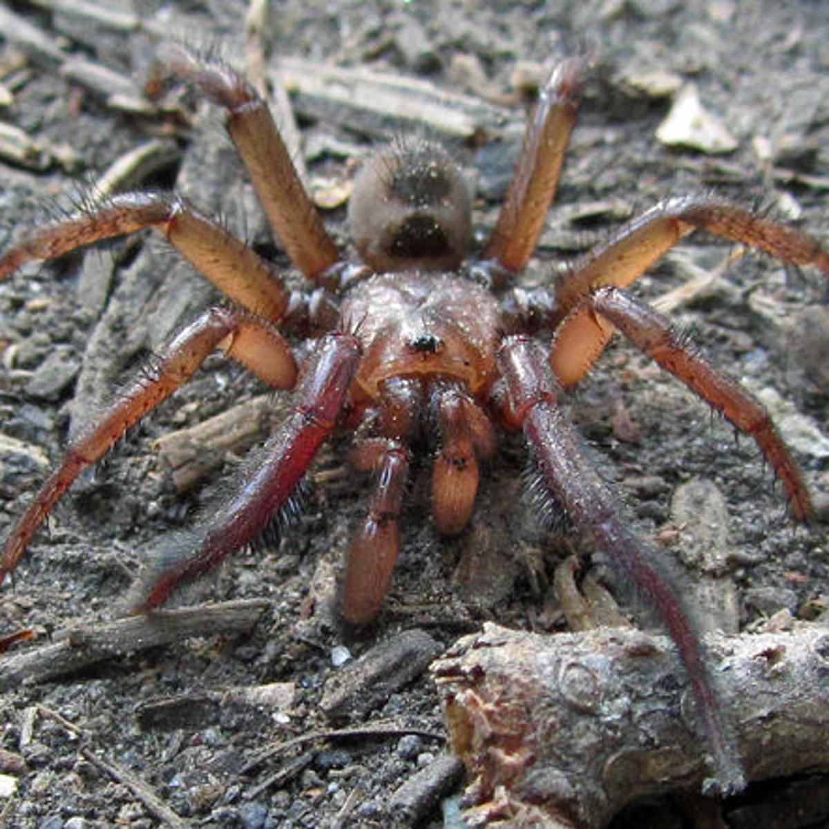 The Bug Box: Trapdoor spider | Columnists 