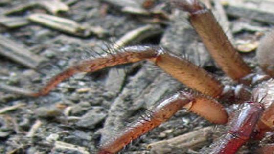 Trapdoor Spider For Sale The Bug Box Trapdoor Spider Bug Box Postregister Com post register