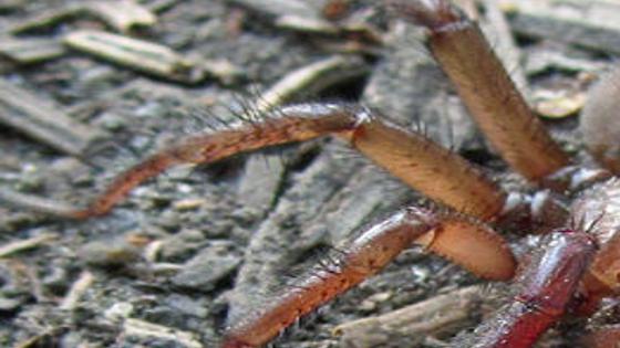 Along came a spider  and it opened a door: A special arachnid is  emerging in the Northwest just in time for Halloween