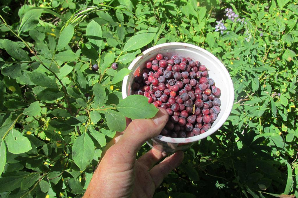 Norton Farms Tater Dust Seasoning – The Berry Patch