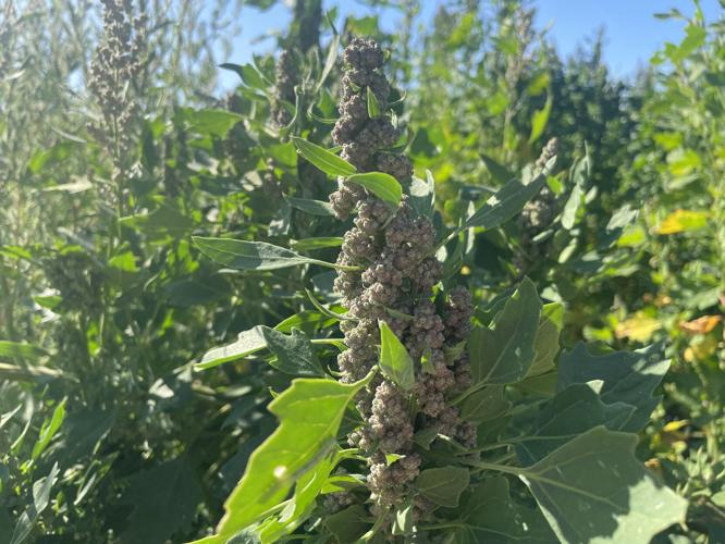 U of I researchers find promise in quinoa as rotation crop to curb