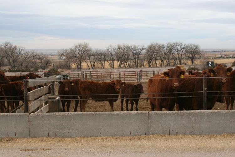 Barnyard Basics Emergency feed sources for cattle during drought Columnists
