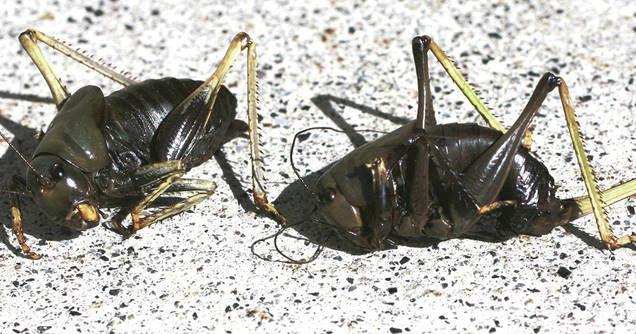 The Bug Box: Mormon cricket | | postregister.com