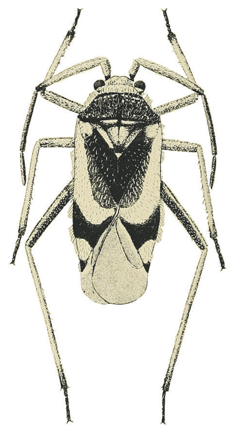 The Bug Box: Black grass bug | Columnists | postregister.com