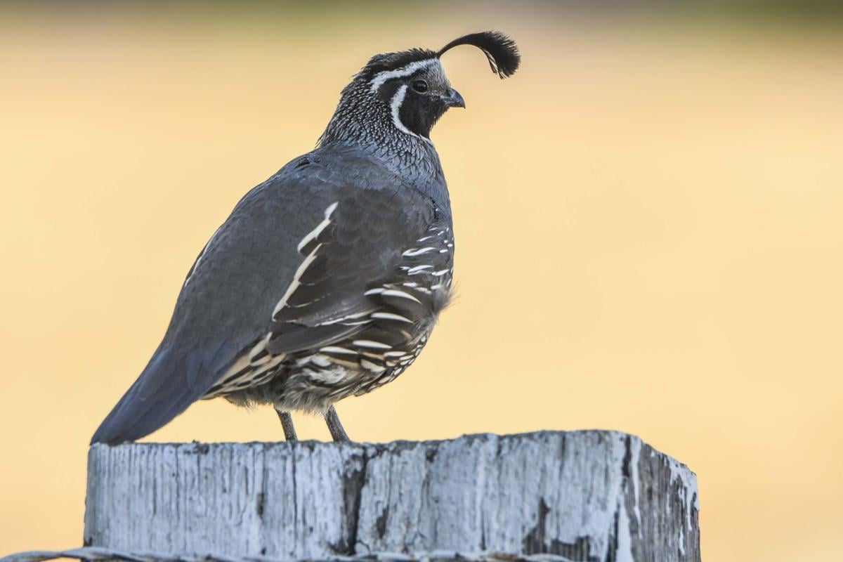 Seeing quail a rare thing in eastern Idaho Outdoors