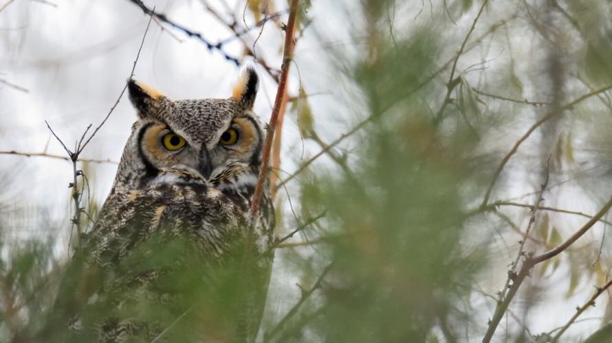 great horned owl hunting