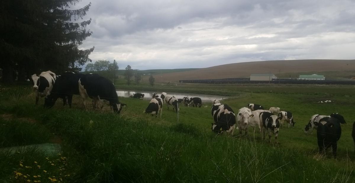 Knott Dairy Center gives students handson experience Dairy