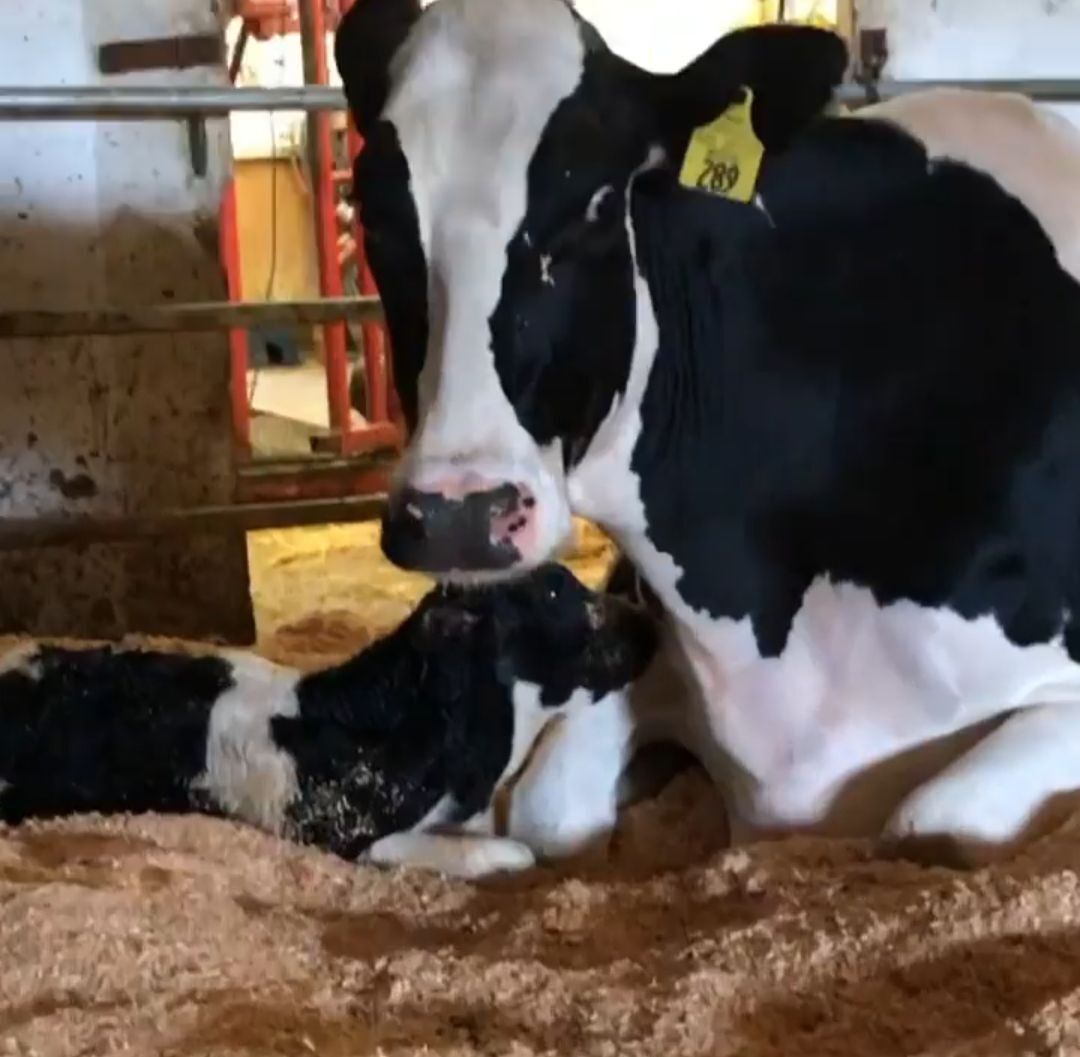 Knott Dairy Center gives students handson experience Dairy