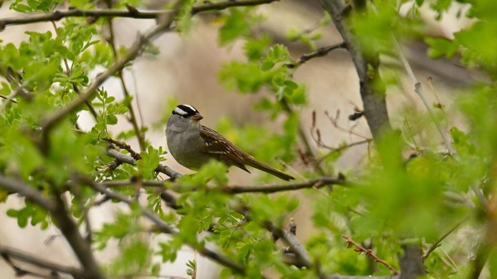 CONNELLY: What are those little brown birds? | Chronicle ...