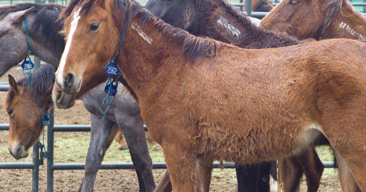 Wild horses, burros get adopted, not dragged away - Vimarsana News