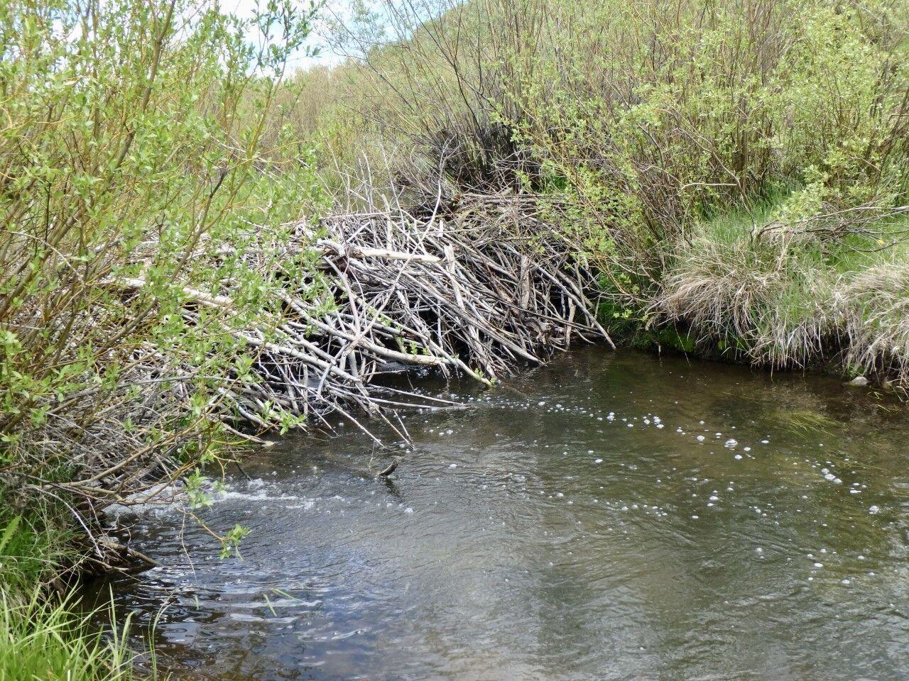 CONNELLY: The beaver pond: Nature's landscape remodeling program