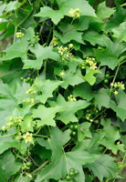 War on Weeds: White bryony