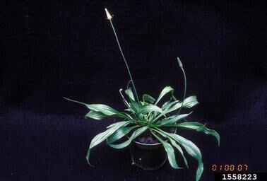 grey plant Pilea Greyzy Silver Sparkles – Foliage Factory main image 0