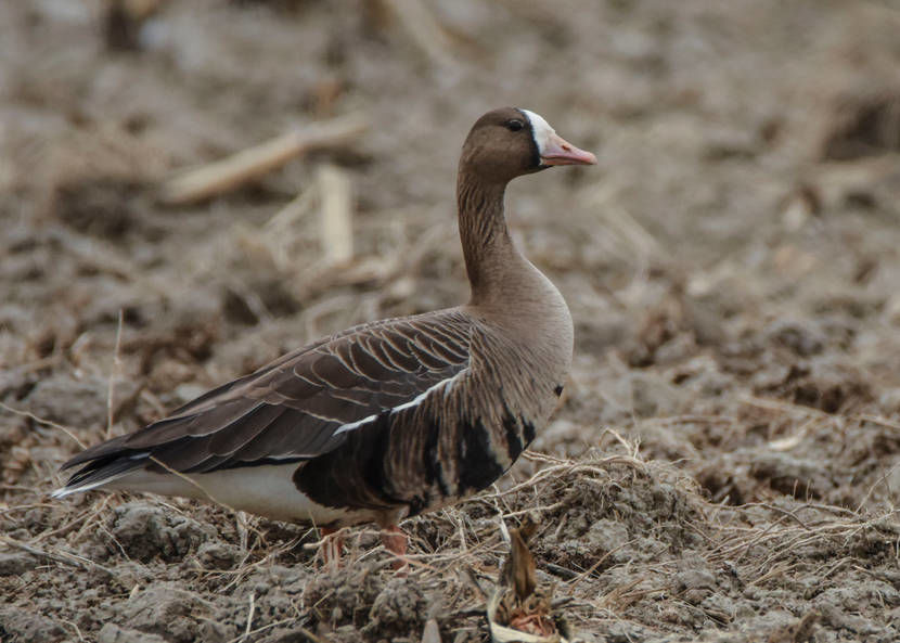 Name no match for greater white fronted goose Outdoors postregister