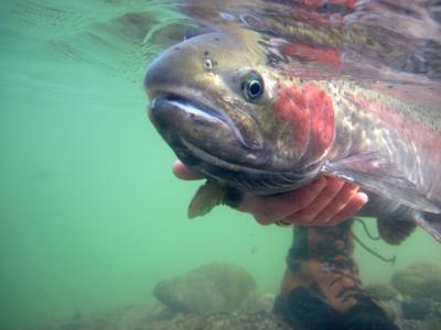 Fish And Game Partners With Ui To Study Wild Steelhead Outdoors Postregister Com