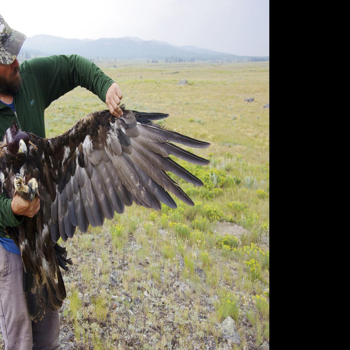 Lead Kills 1st Yellowstone Golden Eagle Fitted With Tracker