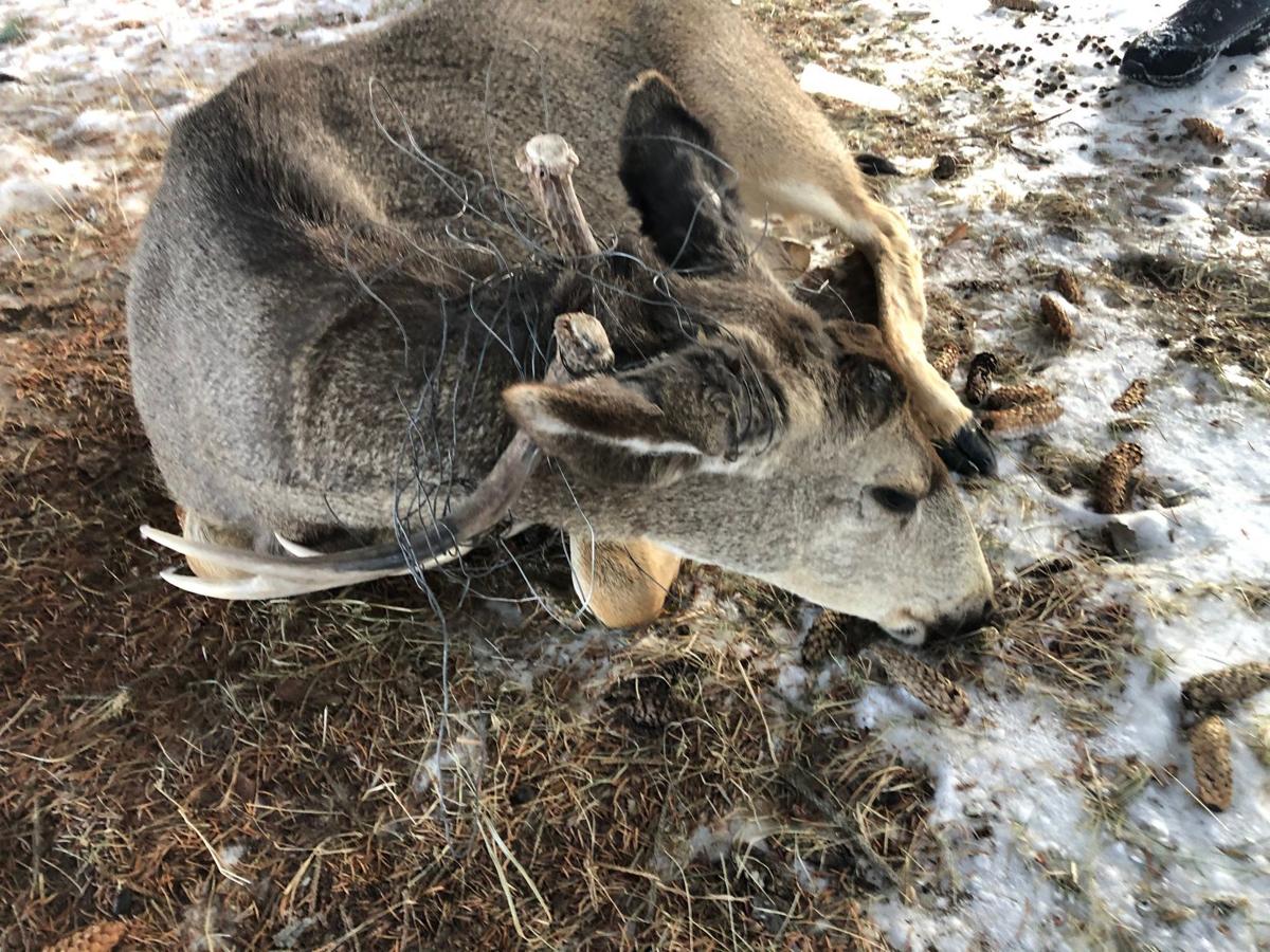 Wired When Wildlife Tangles With Fence Outdoors Postregister Com