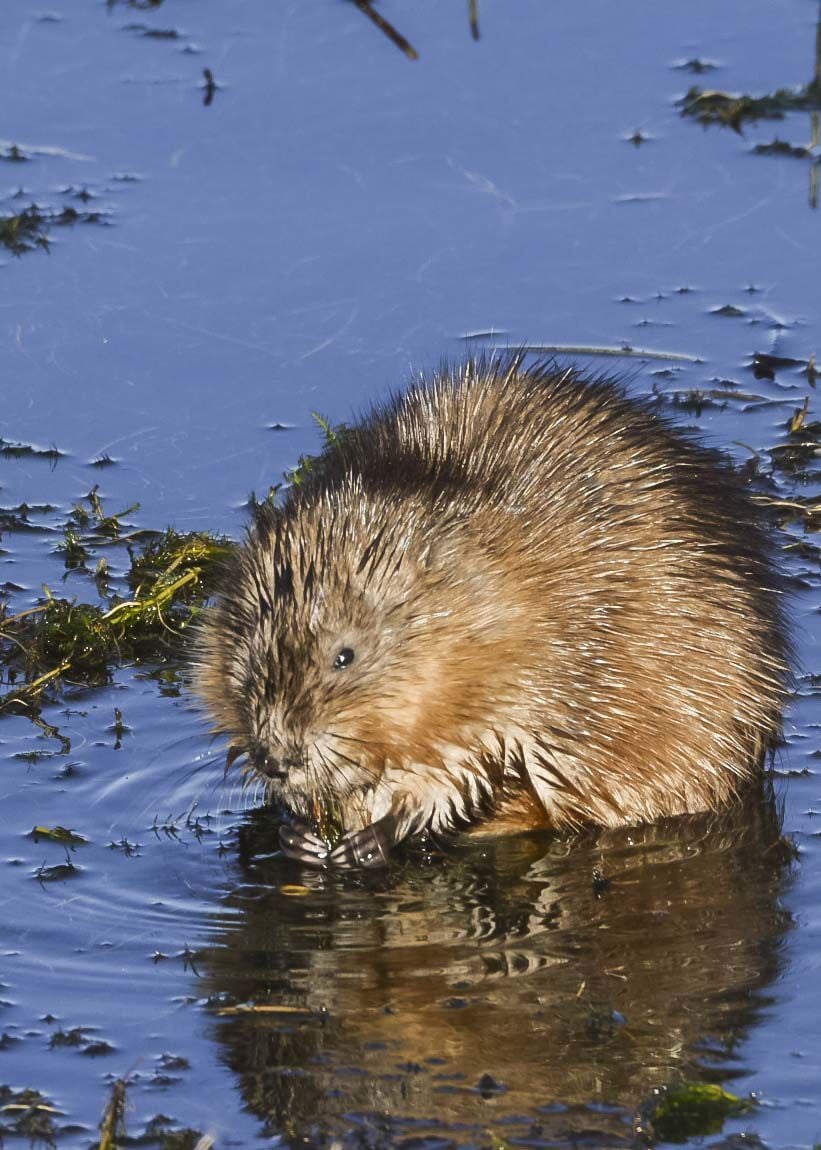 Muskrats Are Innovative Construction Workers Outdoors