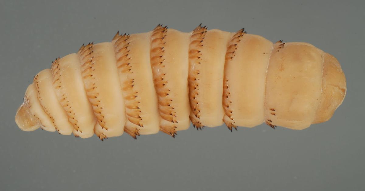 Barnyard Basics: Dealing with bots and bot flies that pester horses ...