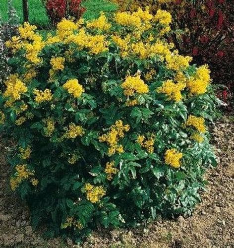 Hardy, evergreen shrubs and ground covers | Features ...