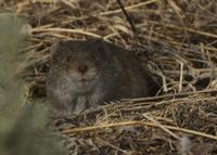 Meadow voles and a new paradigm | Outdoors | postregister.com