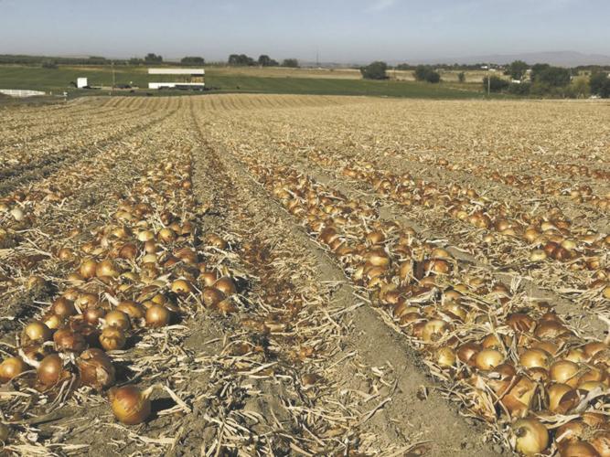 SW Idaho onion harvest looks promising Crops