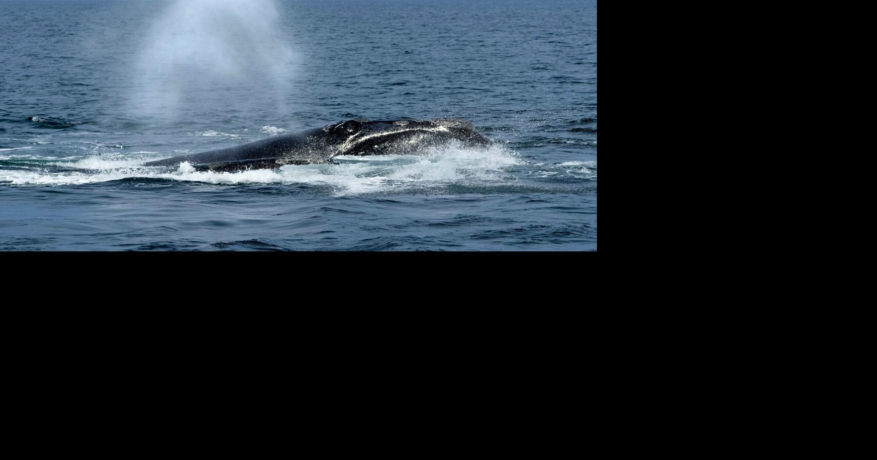 Right Whale Protection