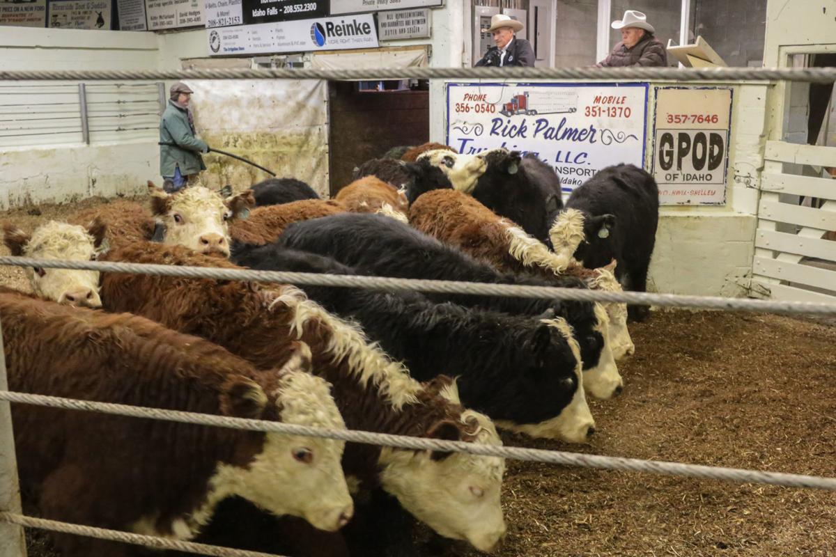 Photo Gallery Idaho Livestock Auction Sold News