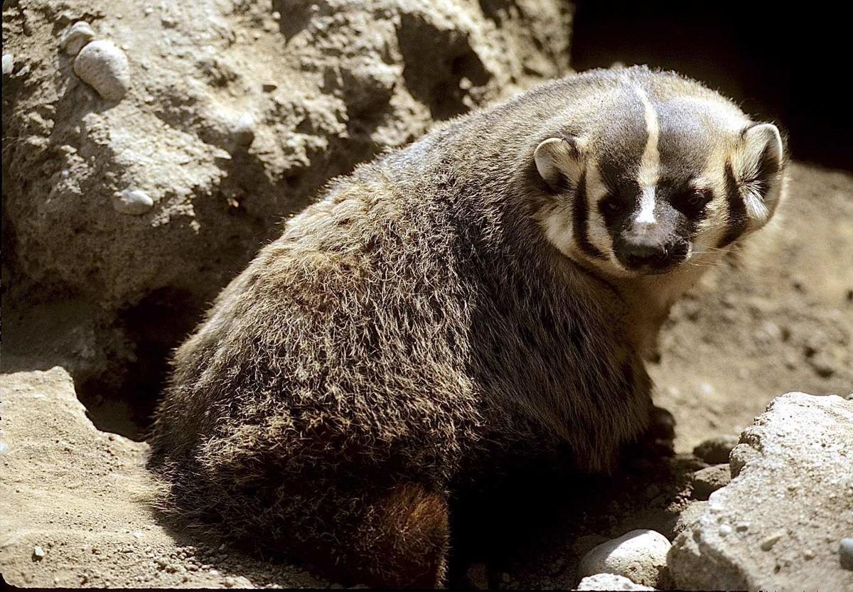 American badgers are a tough, ecologically important species Outdoors