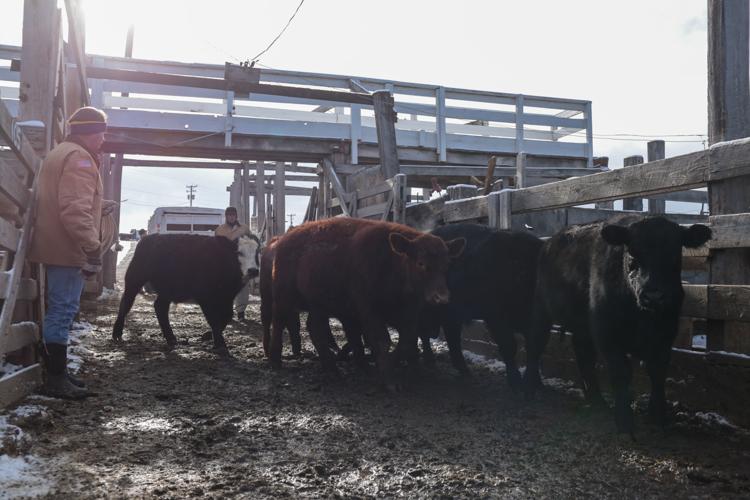 Going, going, gone — saying goodbye to the Idaho Falls stockyards