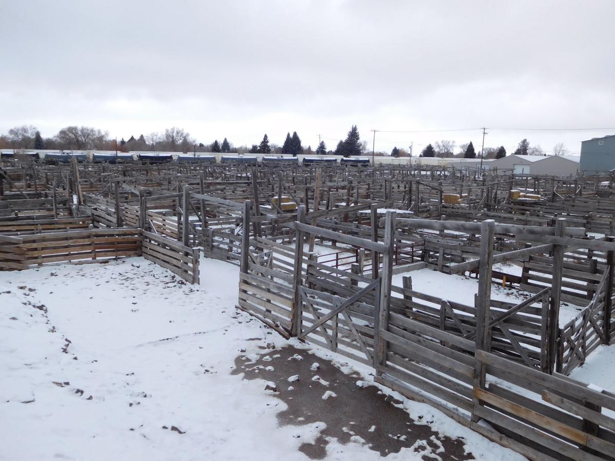 Idaho Falls Livestock Auction Going Going Gone Eastern Idaho Postregister Com