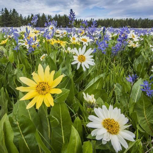 Wild Flower Example Wildflowers come in a wide variety of colors | Outdoors | postregister.com