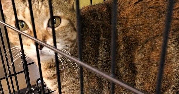 9 years and a 1,000 miles later family's lost cat found in Idaho ...
