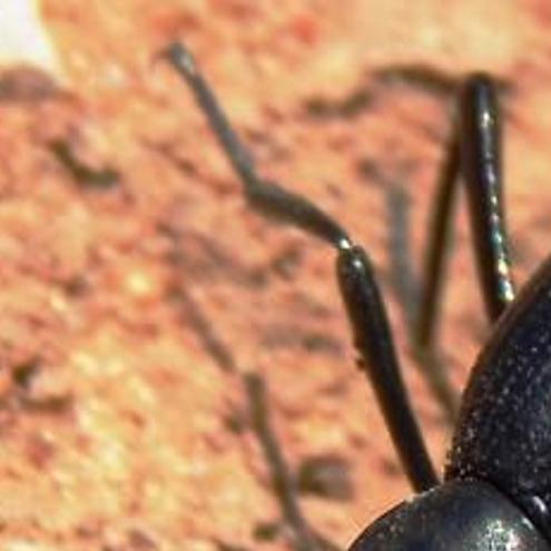 western desert beetle
