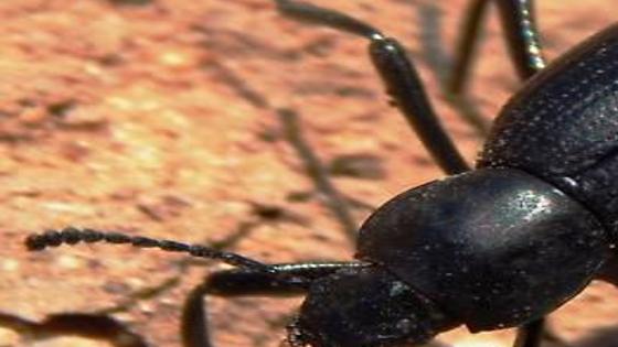 The Bug Box Stink Beetle Bug Box Postregistercom