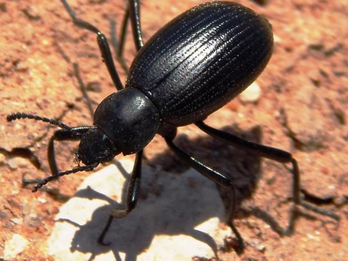 black cigarette beetle Beetles Cigarette & Drugstore Beetles