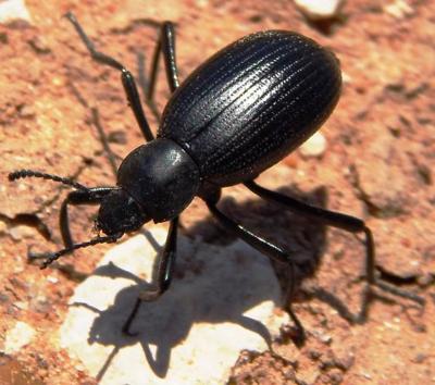 The Bug Box: Stink beetle, Columnists