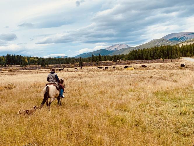 Barnyard Basics: Innovations on a Canadian ranch | Western Life ...